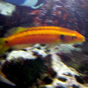 Yellow Candy Hogfish (Bodianus bimaculatus)