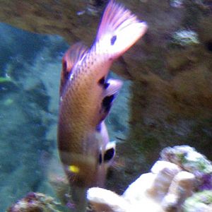 Diana's Hogfish (Bodianus diana)