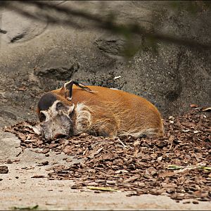 Red River Hog at Hamburg