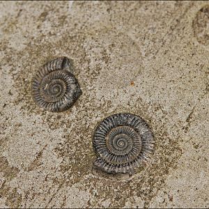 Decoration at the Eismeer at Hamburg