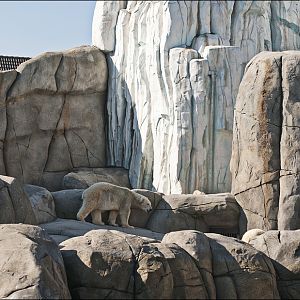 Polar bear at Hamburg