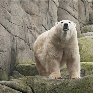 Polar bear at Hamburg