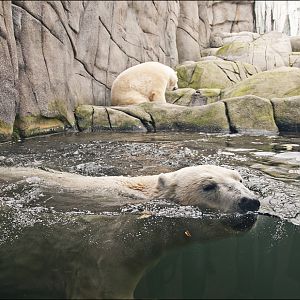 Polar bear at Hamburg