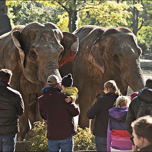 Elephants at Hamburg