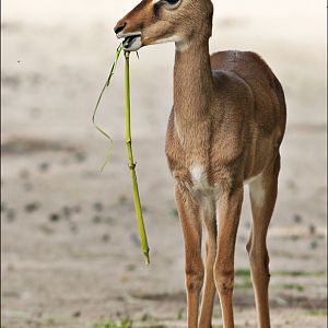 Impala at Hamburg