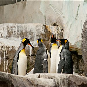 King penguins at Hamburg