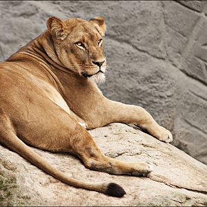 Lioness at Hamburg