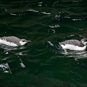 Common guillemot at Hamburg