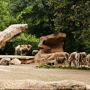 Desert enclosures at Hamburg
