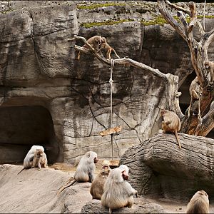Baboons at Hamburg