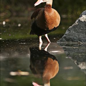 Black-bellied whistling duck at Hamburg