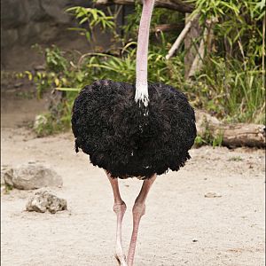 North African ostrich at Hamburg