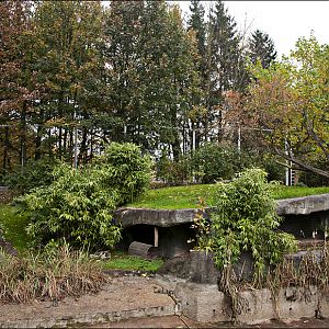 Construction of the new tiger enclosure at Hamburg