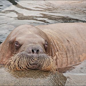 Walrus at Hamburg
