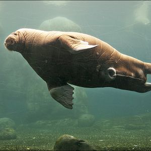 Male walrus at Hamburg