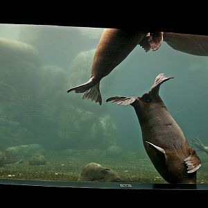 All five walrus at Hamburg