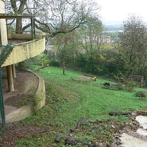 Lion exhibit at Dudley, 02/11/13