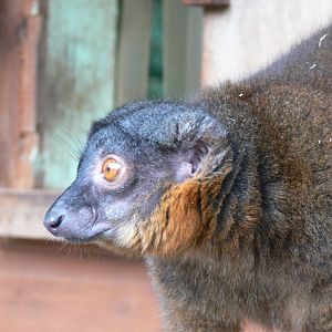 Collared Lemur at Dudley, 02/11/13