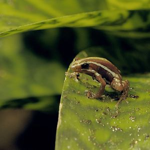 Phantasmal poison dart frog