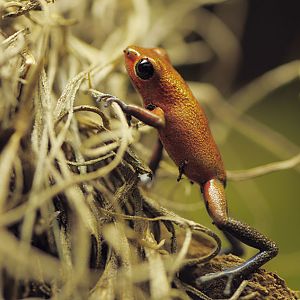 Strawberry poison dart frog