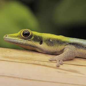 Neon day gecko