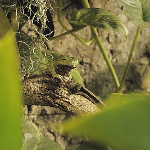 Trinidad monkey frog