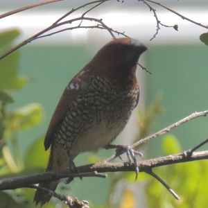 weaver ? at La Zoo bird feeder