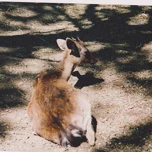 Corsican red deer (Cervus elaphus corsicanus)