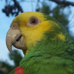 Yellow-headed Amazon (Amazona oratrix)