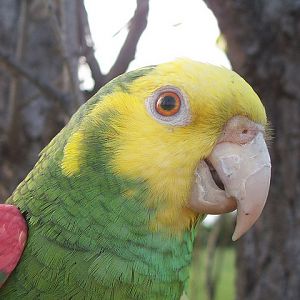 Yellow-headed Amazon (Amazona oratrix)