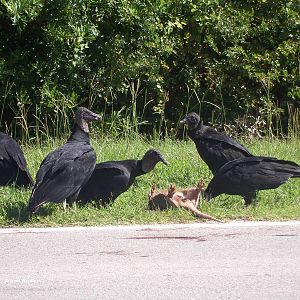 Black Vulture (Coragyps atratus)