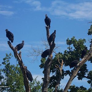 Black Vulture (Coragyps atratus)