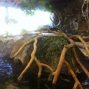 Mixed African species exhibit at Caldwell