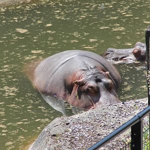 Hippos