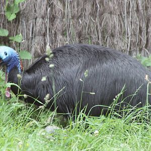 Double-wattled cassowary