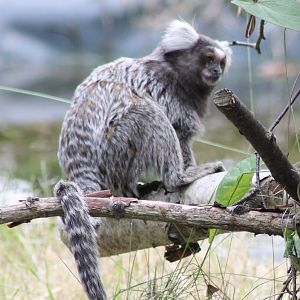 Common marmoset
