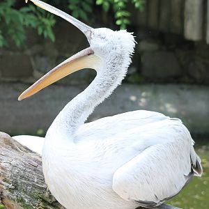 Dalmatian pelican