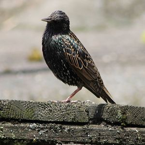 European starling