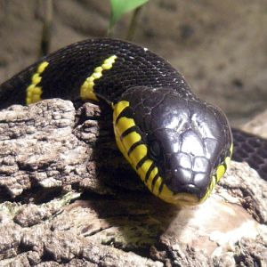 Gold-ringed Cat Snake (Boiga dendrophila)