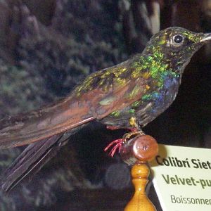 Velvet-purple Coronet (Boissoneaua jardini) (taxidermy)