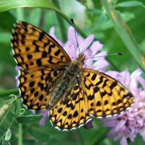 Weaver's Fritillary (Boloria dia)