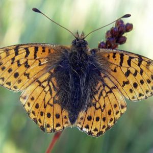 Shepherd's Fritillary (Boloria pales)