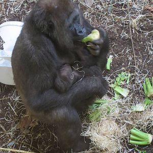 Gorilla Makoua with infant