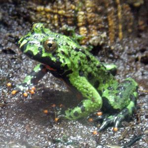 Oriental Fire-bellied Toad (Bombina orientalis)