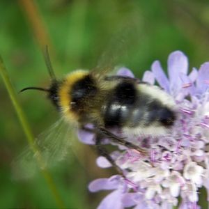 Gypsy Cuckoo-bee (Bombus bohemicus)