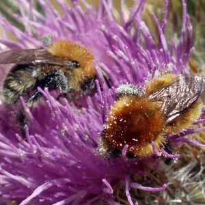 Brown-banded Carder Bees (Bombus humilis)