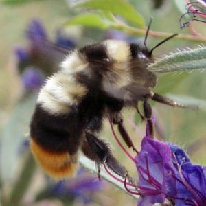 Red-tailed Bumblebee (Bombus lapidarius)