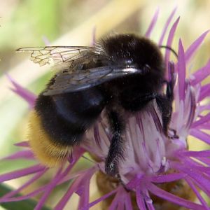 Red-tailed Bumblebee (Bombus lapidarius)