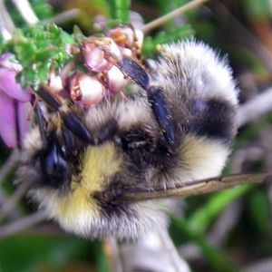 White-tailed Bumblebee (Bombus lucorum)