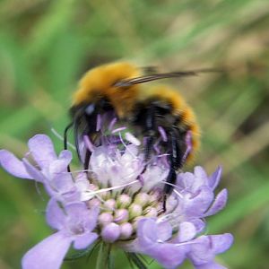 Common Carder Bee (Bombus pascuorum)